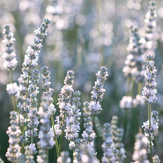 Lavendel: Hvit lavendel Lavendel: Hvit lavendel